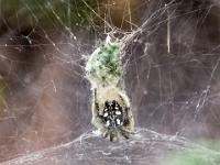 Opuntienspinne in ihrem Netz